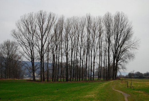 Rheinbrohl Bäume